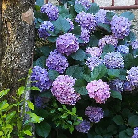 Residenza Sud - Con Giardino * Caserta