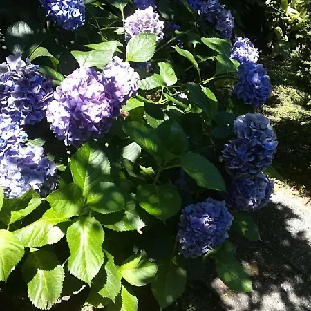 Residenza Sud - Con Giardino * Caserta